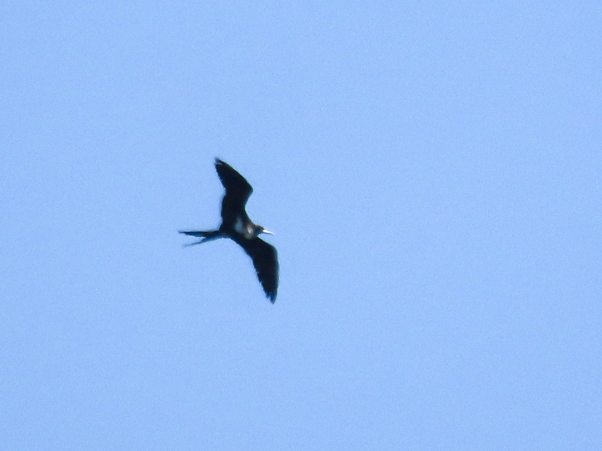 Lesser Frigatebird - ML643307474