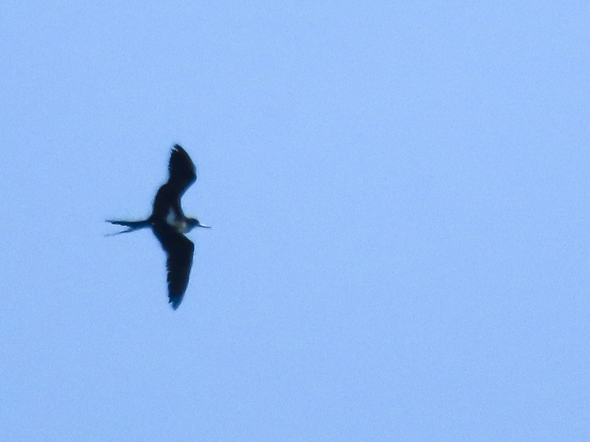 Lesser Frigatebird - ML643307475