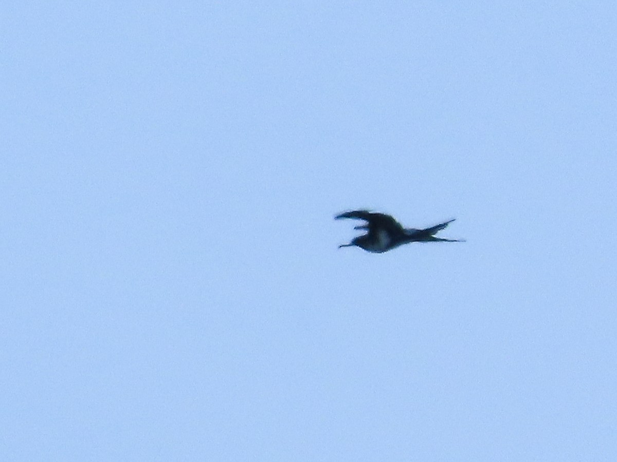 Lesser Frigatebird - ML643307476