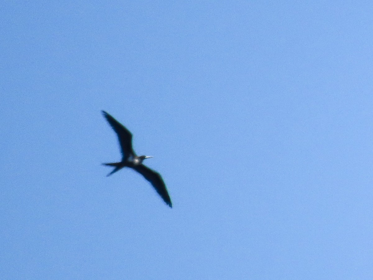 Lesser Frigatebird - ML643307477