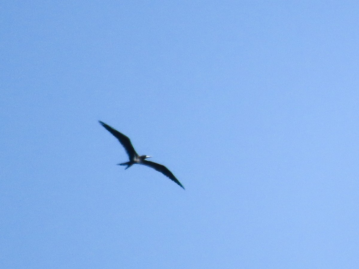 Lesser Frigatebird - ML643307478
