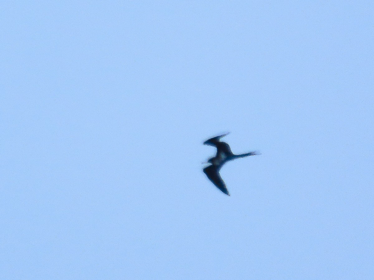 Lesser Frigatebird - ML643307479