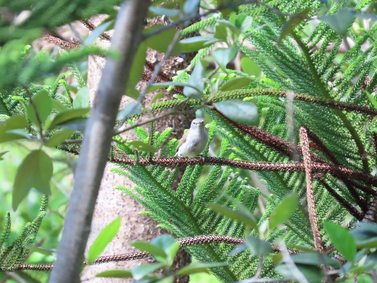 Norfolk Island Gerygone - ML643307497