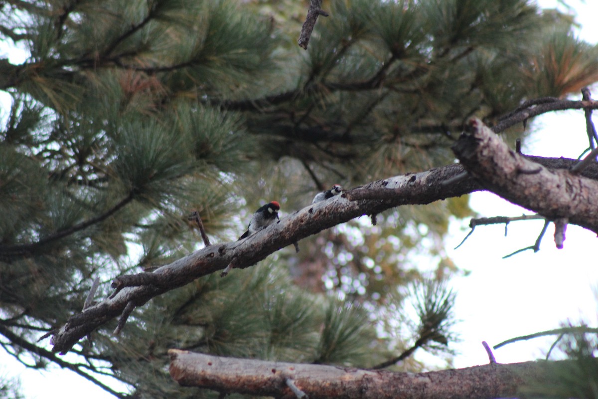 Acorn Woodpecker - ML643307506
