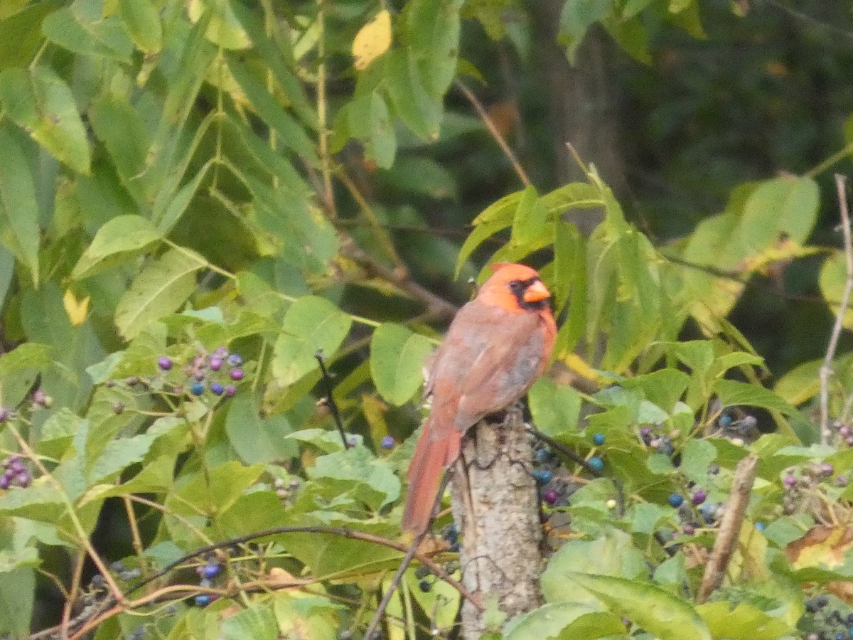 Northern Cardinal - ML643307509