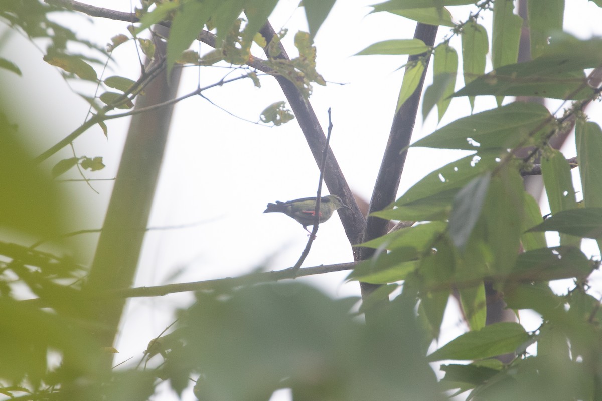 Red-legged Honeycreeper - ML643307512