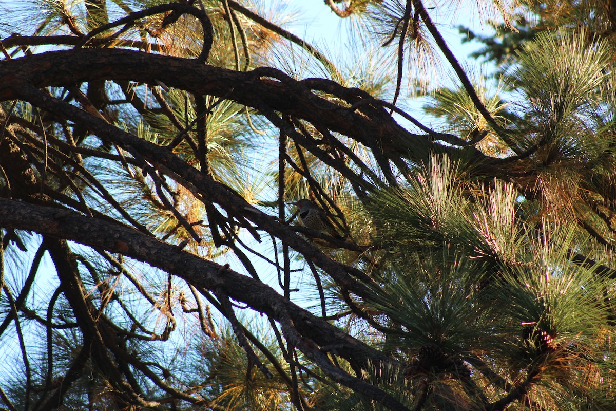 Northern Flicker - ML643307522