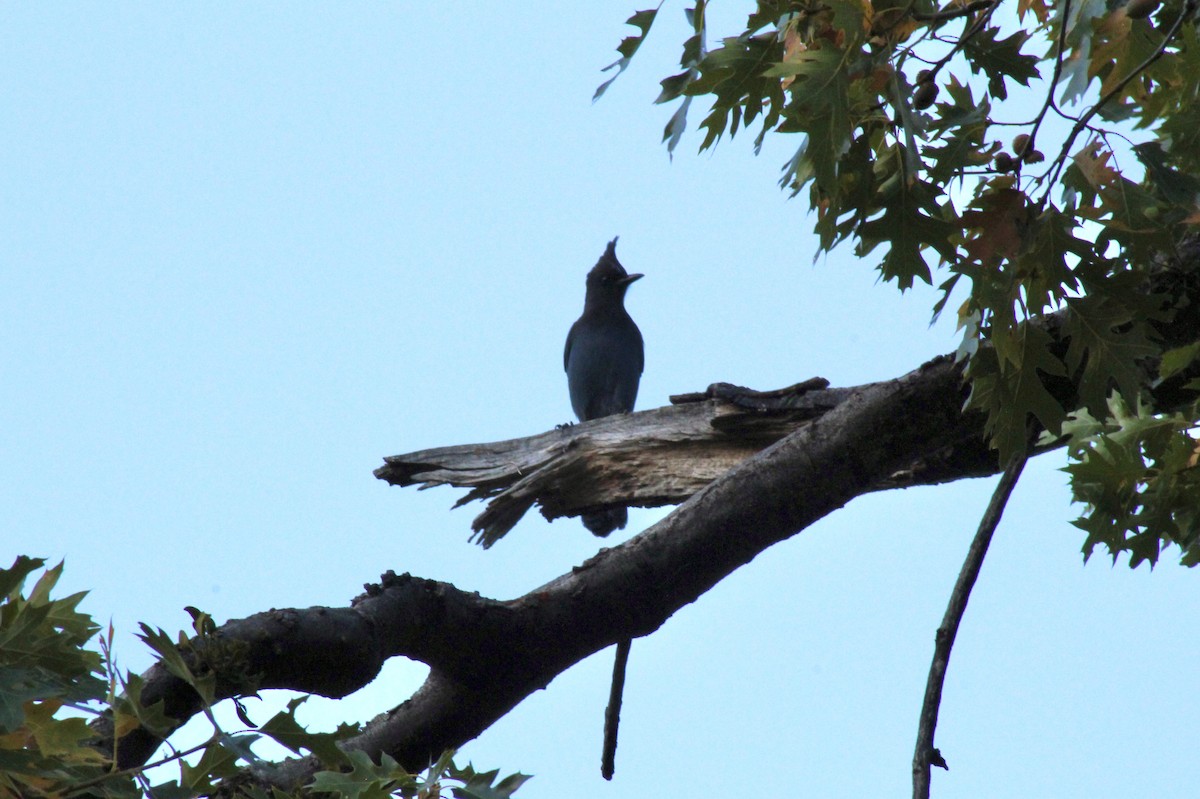 Steller's Jay - ML643307528