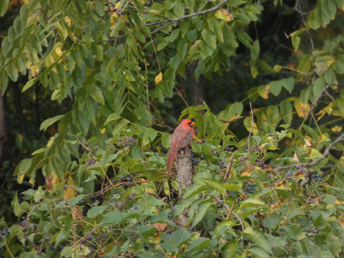 Northern Cardinal - ML643307529