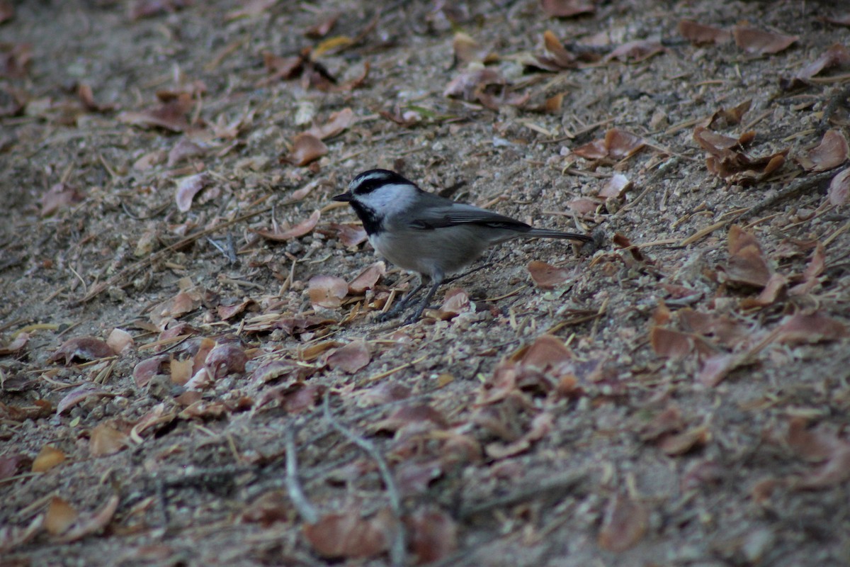 Mountain Chickadee - ML643307535