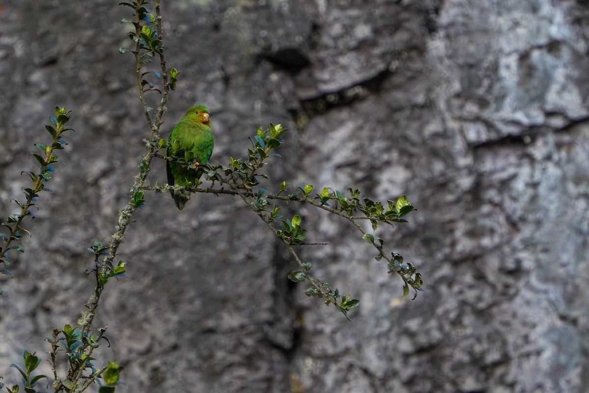 Rufous-fronted Parakeet - ML643307538