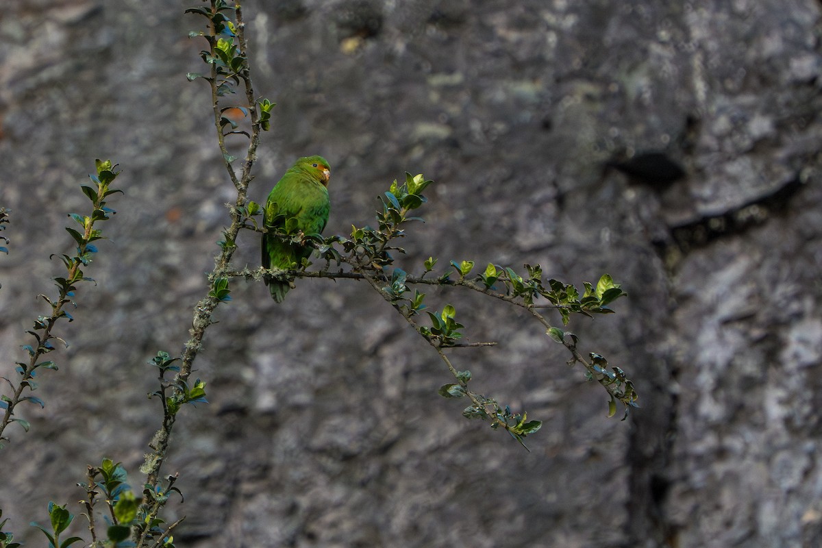 Rufous-fronted Parakeet - ML643307548