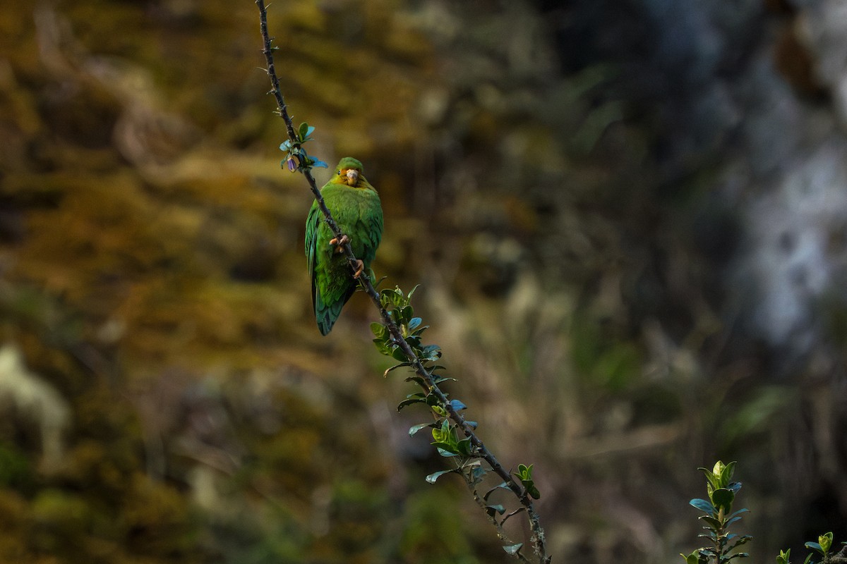Rufous-fronted Parakeet - ML643307550