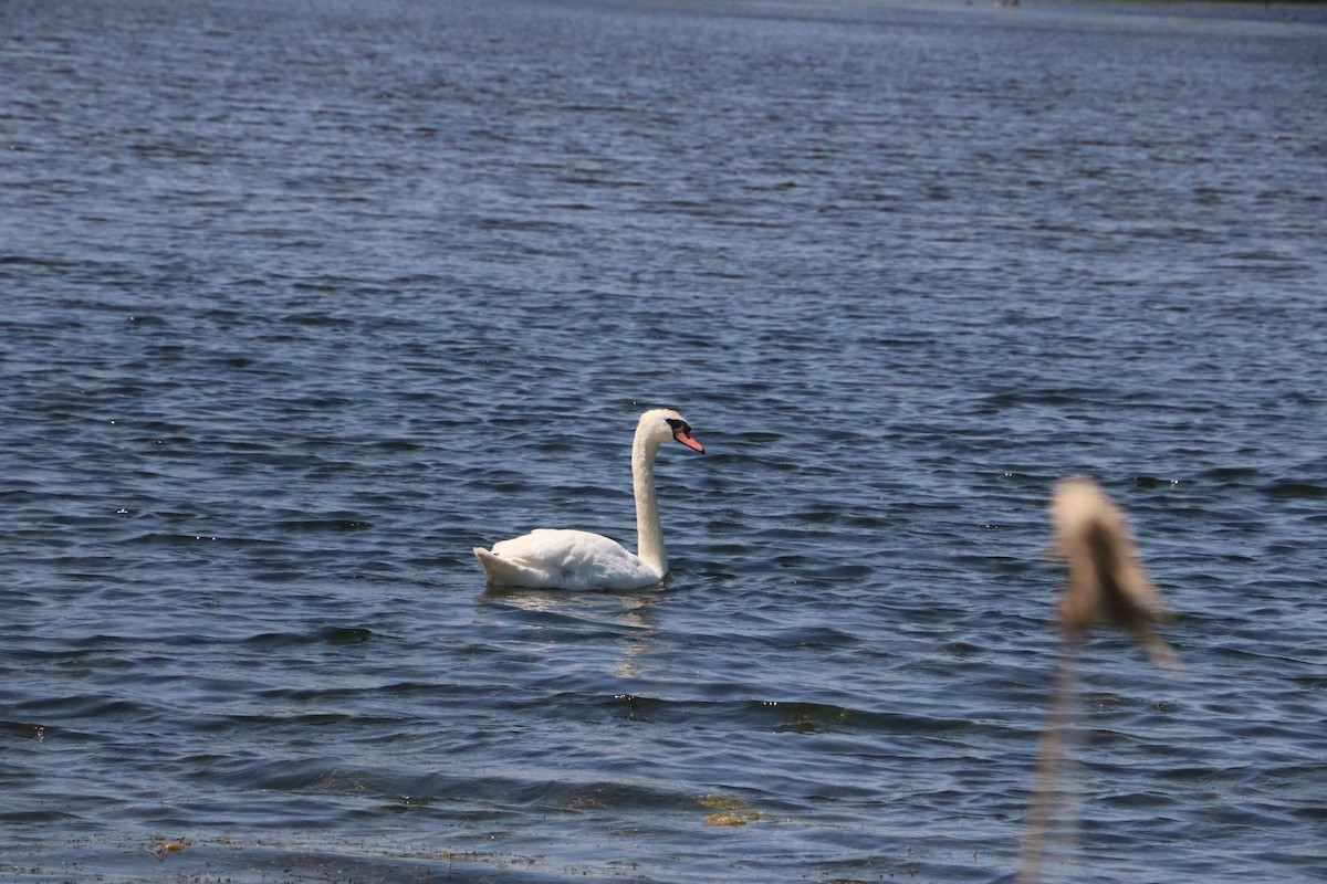 Mute Swan - ML643307558