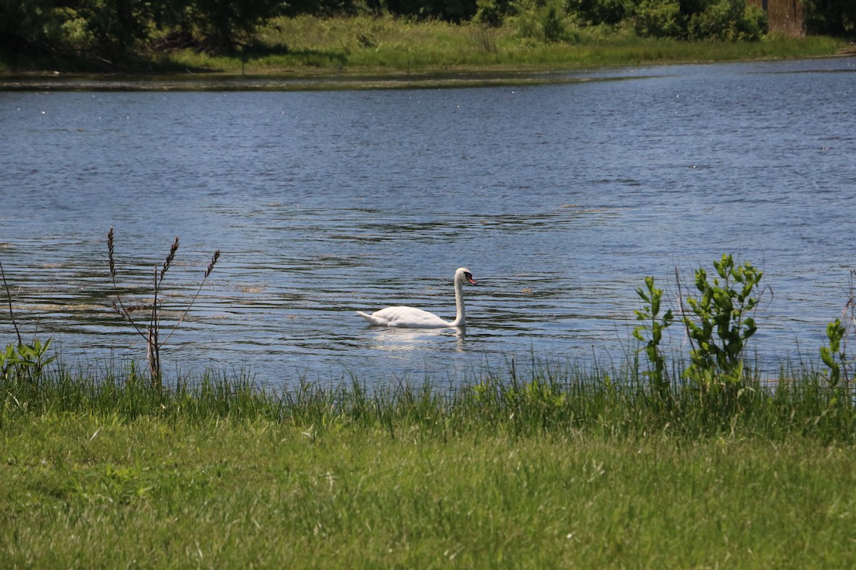 Mute Swan - ML643307559