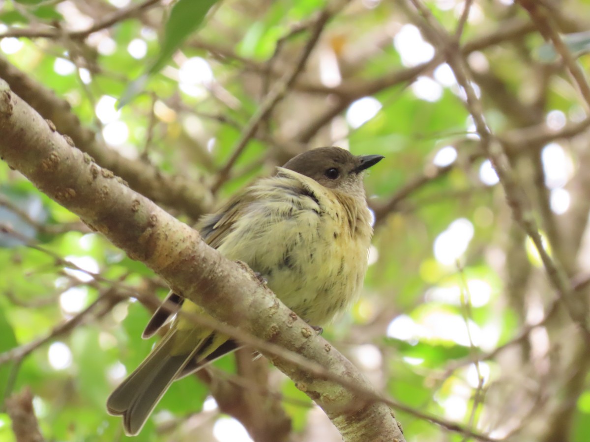 Golden Whistler - ML643307563