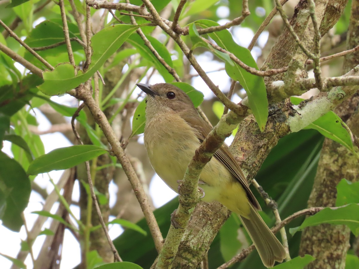 Golden Whistler - ML643307564