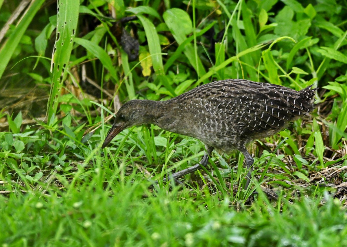 Slaty-breasted Rail - ML643307565