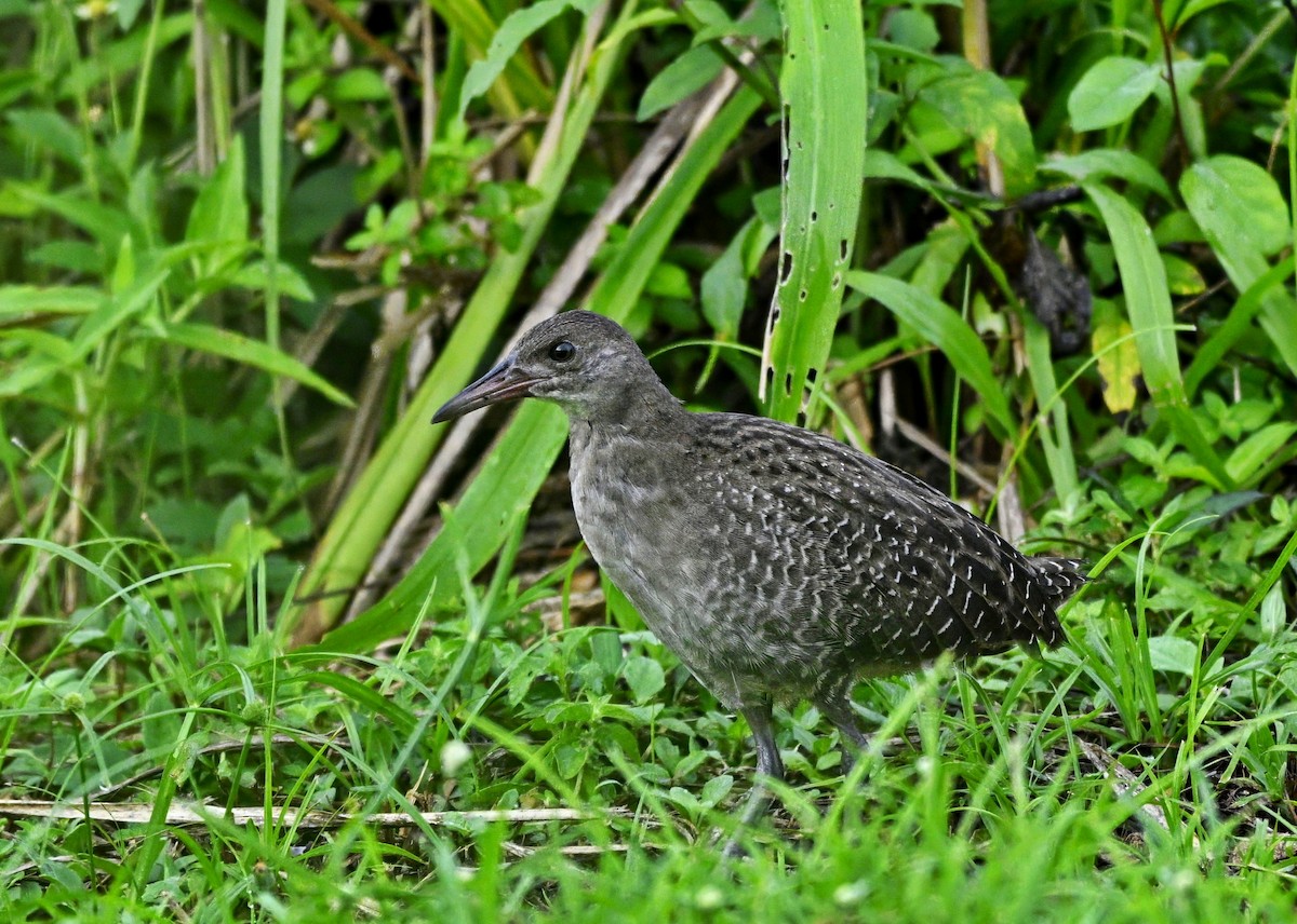 Slaty-breasted Rail - ML643307566