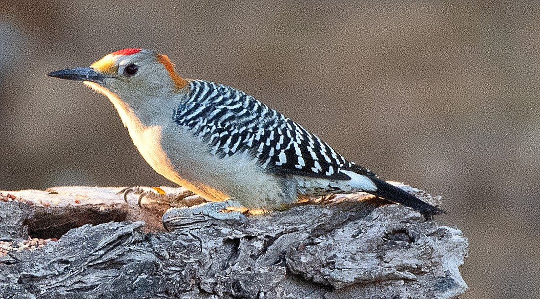 Golden-fronted Woodpecker - ML643307567
