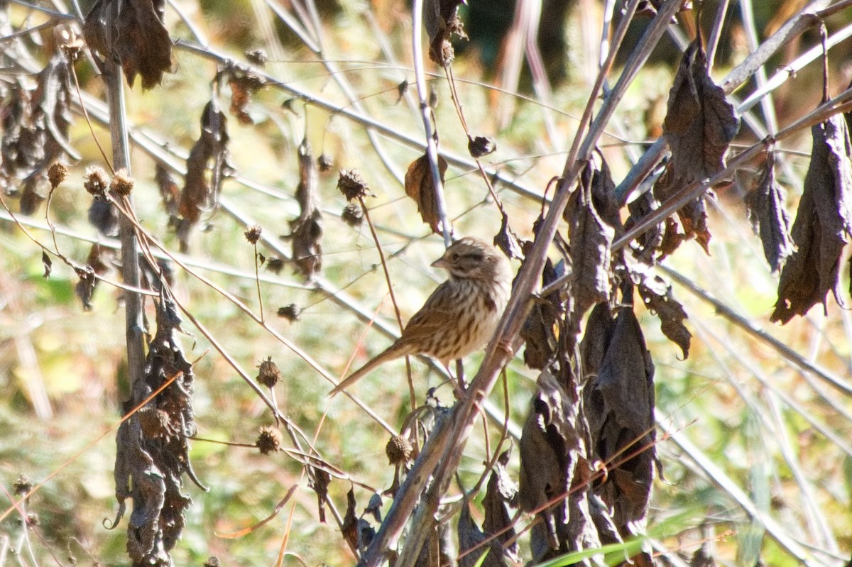 Song Sparrow - ML643307568