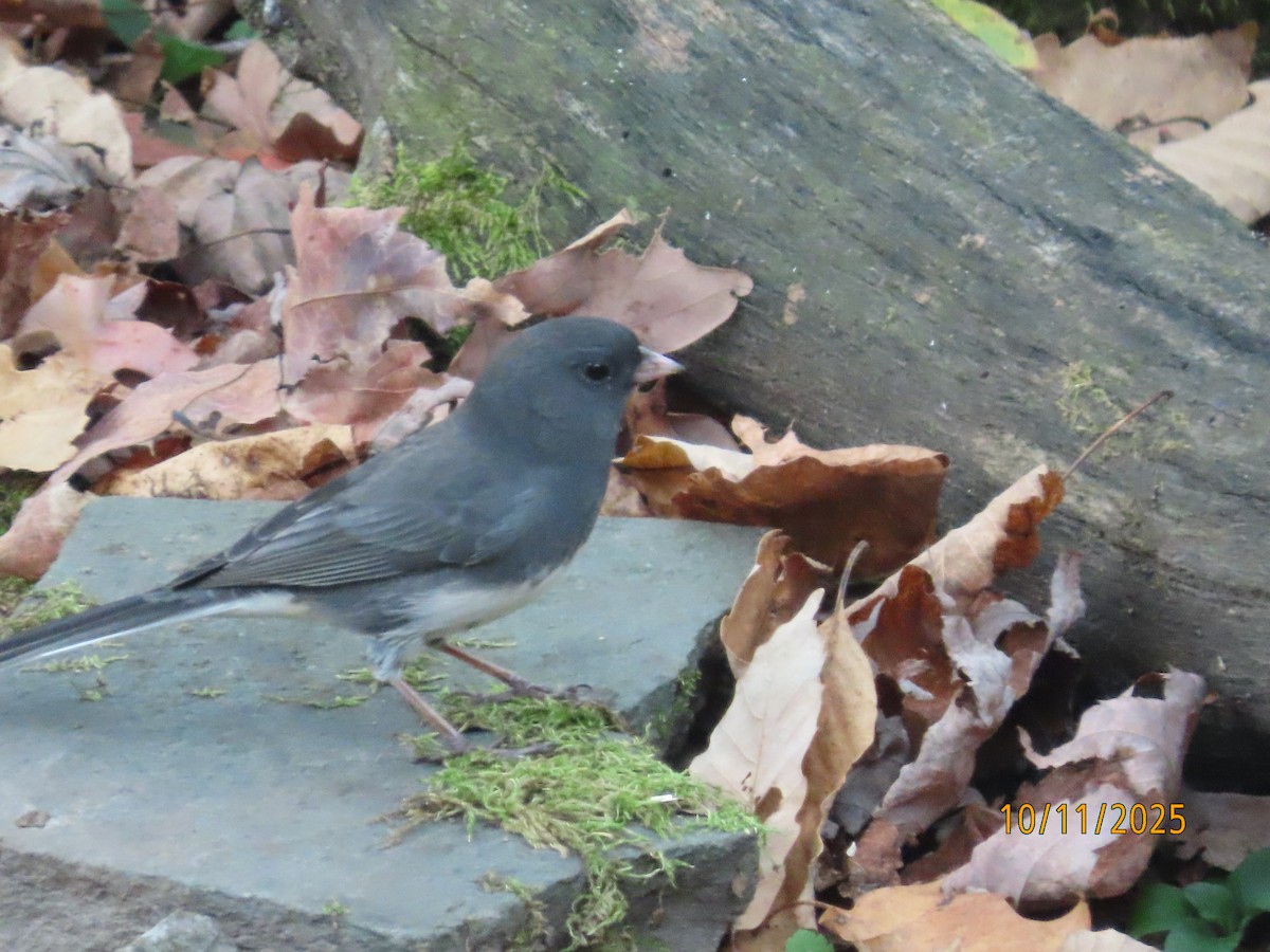 Dark-eyed Junco - ML643307569