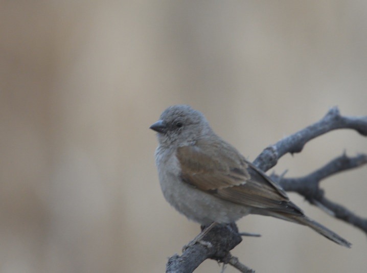 Southern Gray-headed Sparrow - ML643307571