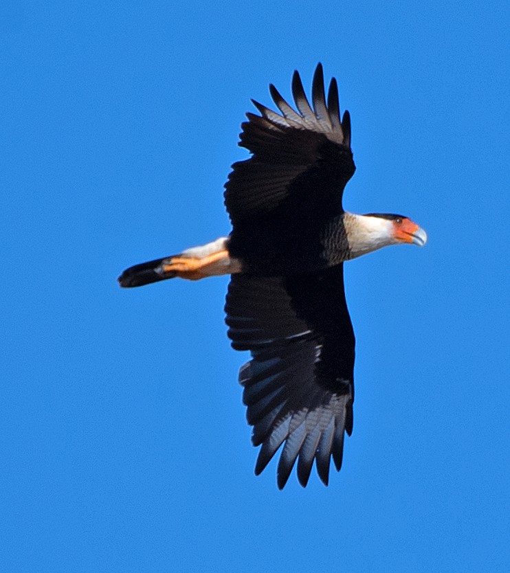 Crested Caracara - ML643307572