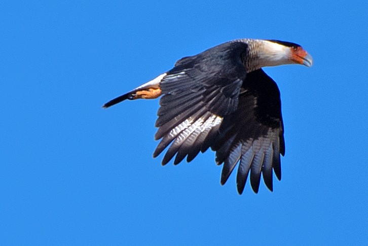 Crested Caracara - ML643307573