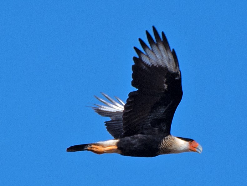 Crested Caracara - ML643307574