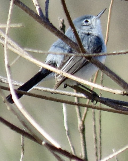 Blue-gray Gnatcatcher - ML643307577