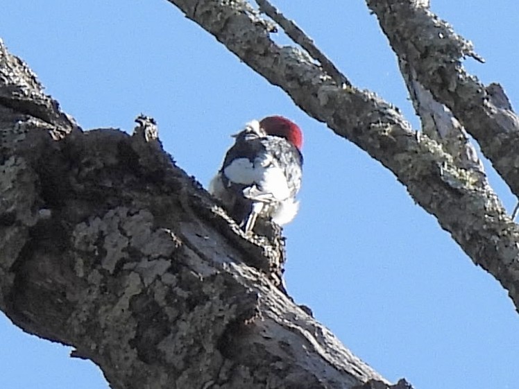 Red-headed Woodpecker - ML643307578