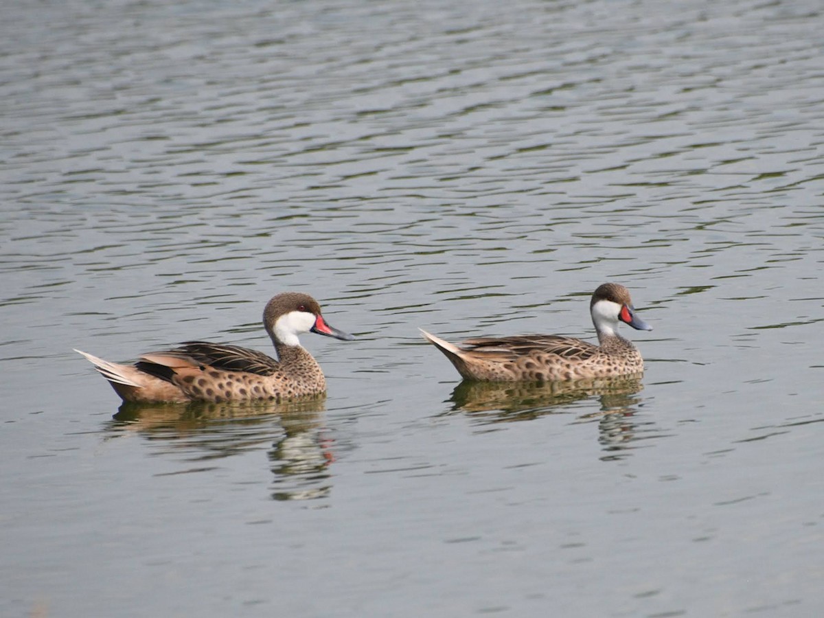 White-cheeked Pintail - ML643307579