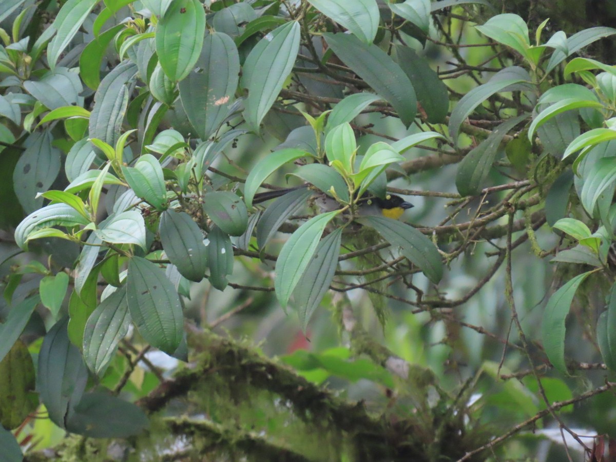 White-naped Brushfinch - ML643307580