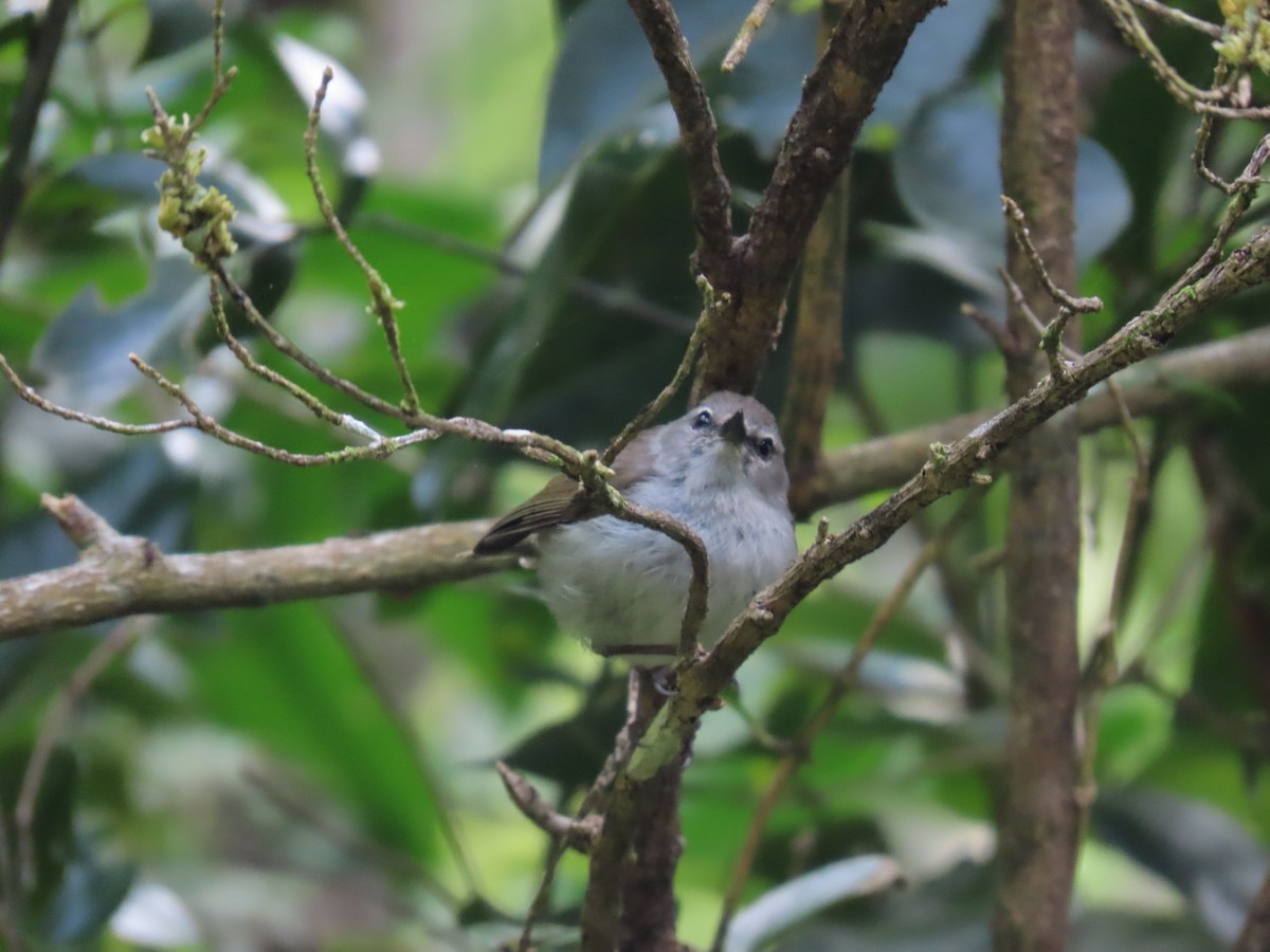 Norfolk Island Gerygone - ML643307581