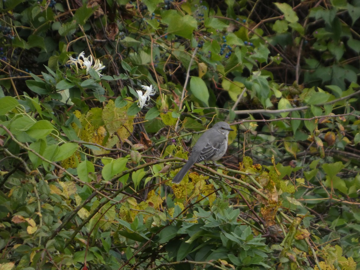Northern Mockingbird - ML643307582