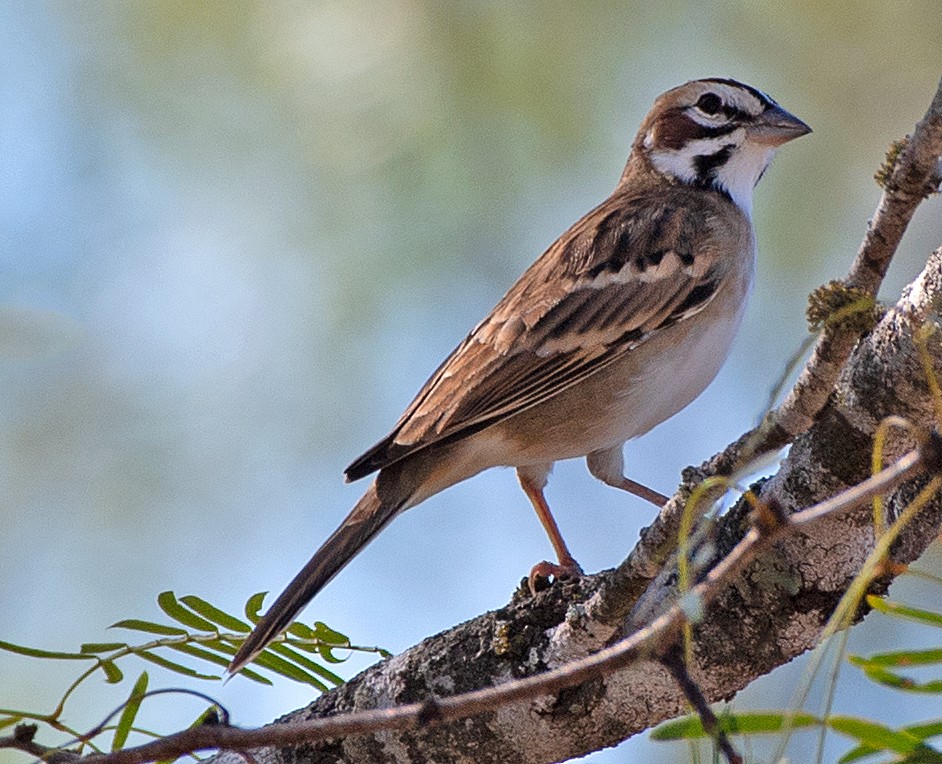 Lark Sparrow - ML643307585