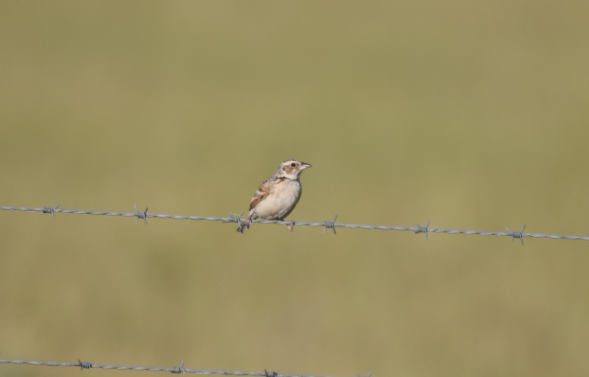 Singing Bushlark - ML643307588