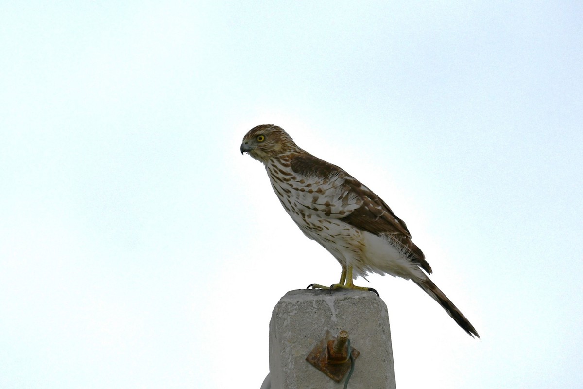 Cooper's Hawk - ML643307589
