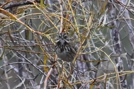 Song Sparrow - ML643307592