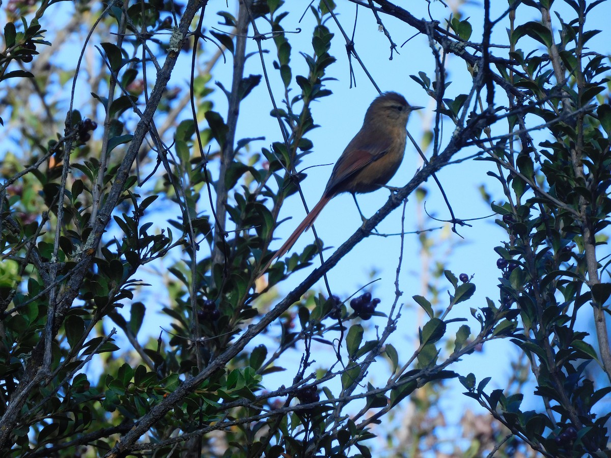 Tawny Tit-Spinetail - ML643307604