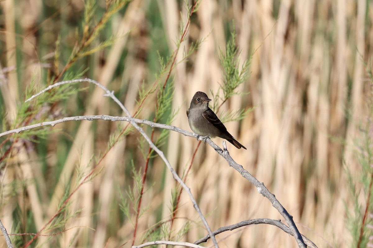 Western Wood-Pewee - ML643307609
