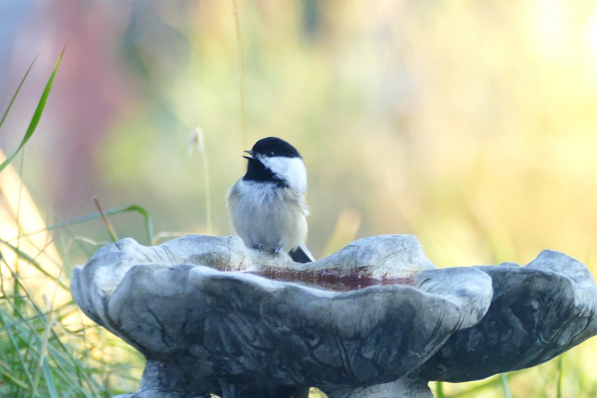Black-capped Chickadee - ML643307616