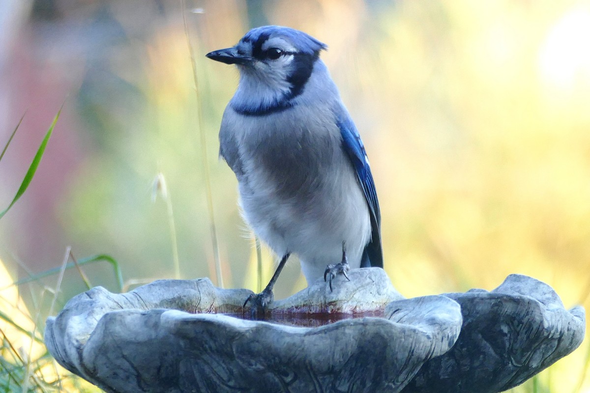 Blue Jay - ML643307632