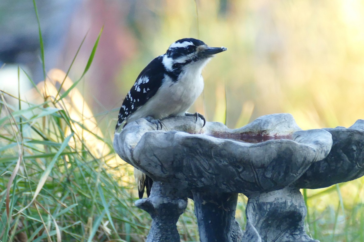 Hairy Woodpecker - ML643307643