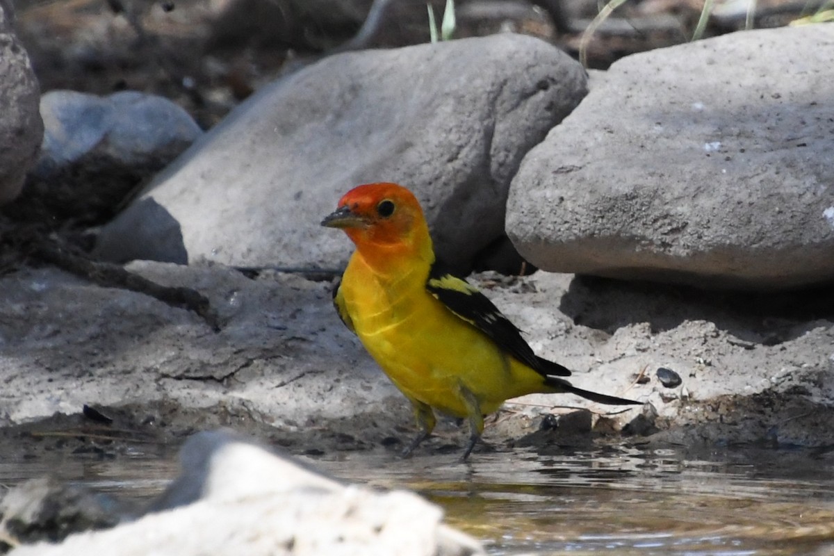 Western Tanager - ML643307645