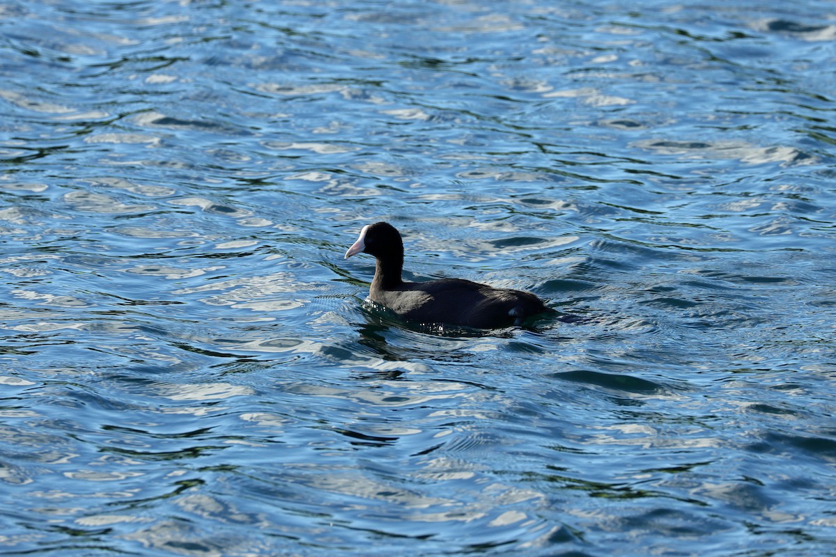 Hawaiian Coot - ML643307647