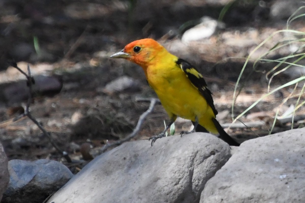 Western Tanager - ML643307649