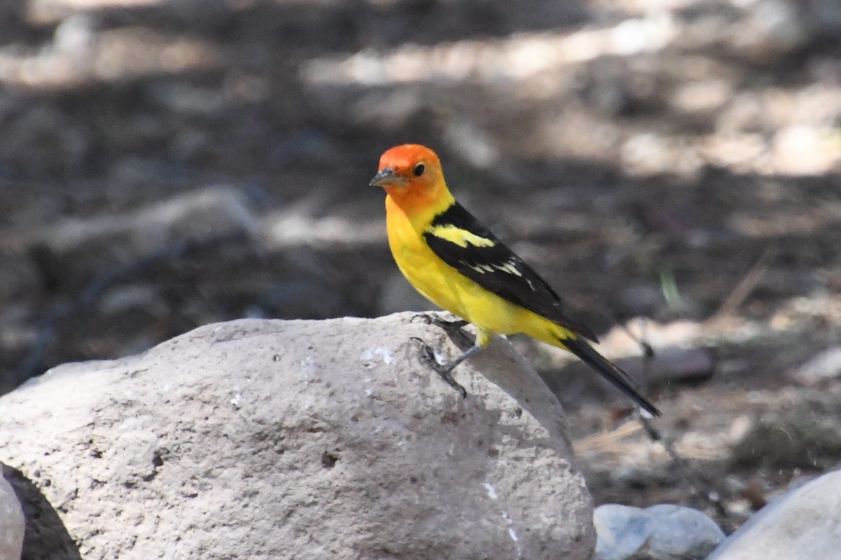 Western Tanager - ML643307653