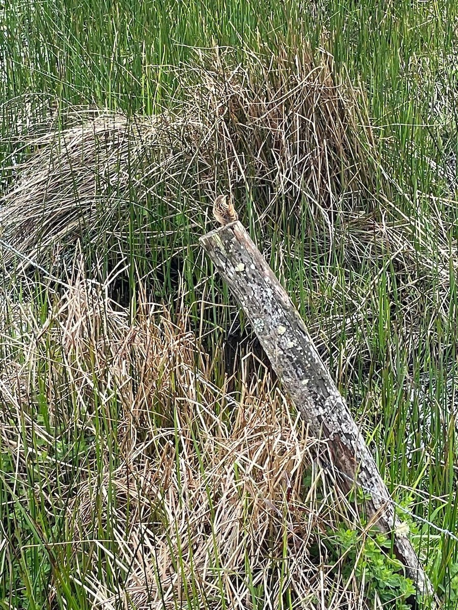 Grass Wren - ML643307663
